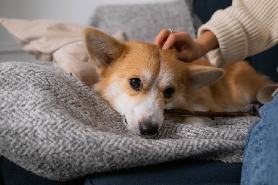A kutya fél a kozmetikától — hogyan építjük újra a bizalmat